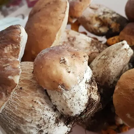 Chalet Walser Casa Paterna Disentis